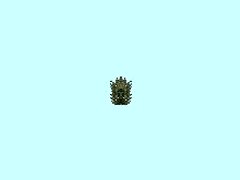 Holunder_1m