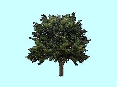 Ahorn_18m