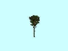 AH1_Kiefer3_13m