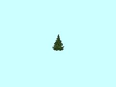 AH1_Tanne5_2-5m