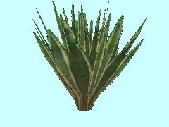 Agave2-4m