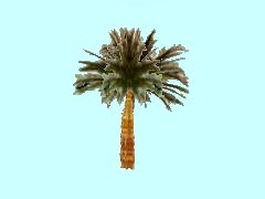 Palme-Cocos_3m