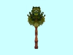 Palme-Faecher_5m