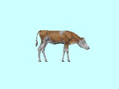 Kuh_rotbunt_6_BH1