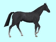 Pferd_schwarz_4_BH1