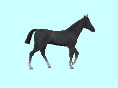 Pferd_schwarz_5_BH1
