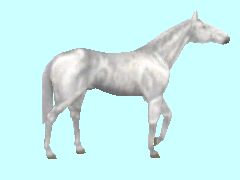 Pferd_weiss_3_BH1