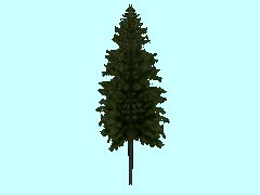 SG1_Fichte1_21m
