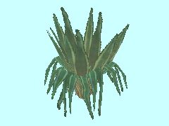 Agave3-35
