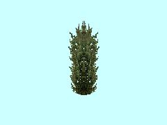 Holunder2_4m