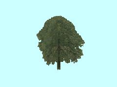 SG1_Eiche_12m